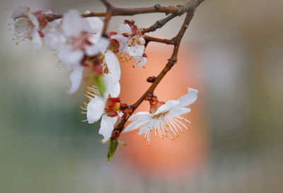 Close-up of cherry blossoms in spring