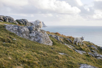 Sheep standing on mountain at beach