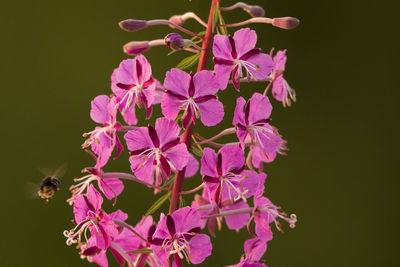 Close-up of insect on pink flowering plant