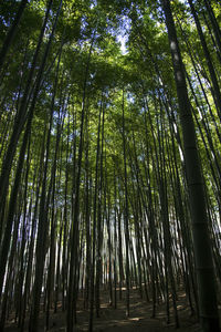 Low angle view of bamboo trees in forest