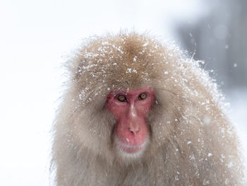 Portrait of monkey covered with snow