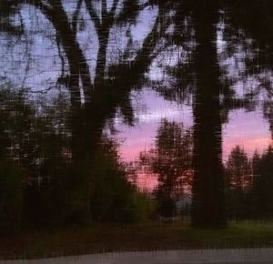 Reflection of trees in lake at night