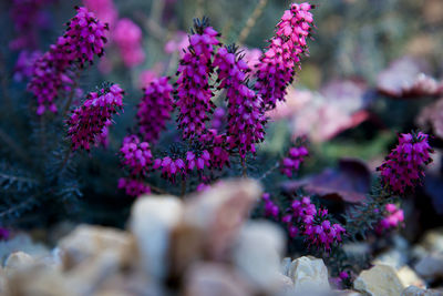 Close-up of purple flowering 