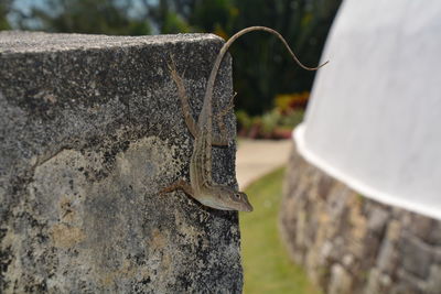 Close-up of insect on grass