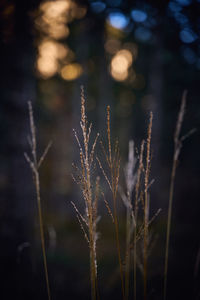 Close-up of stalks in field