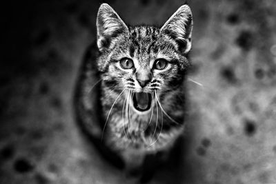 High angle portrait of kitten yawning on land at night