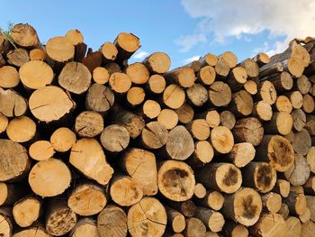 Stack of logs in forest