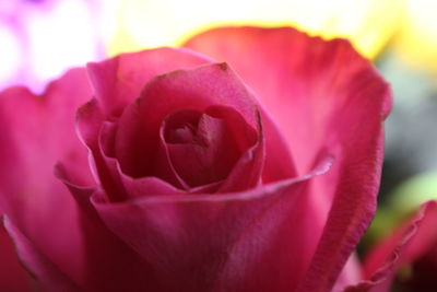 Close-up of rose blooming outdoors