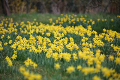 Close-up of yellow flowers growing in field