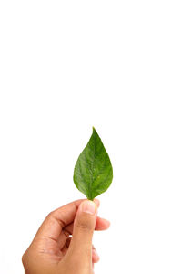 Close-up of hand holding leaf over white background
