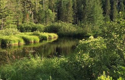 Scenic view of lake in forest