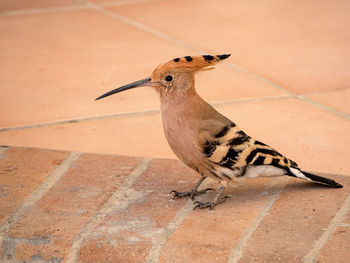 High angle view of a bird on floor