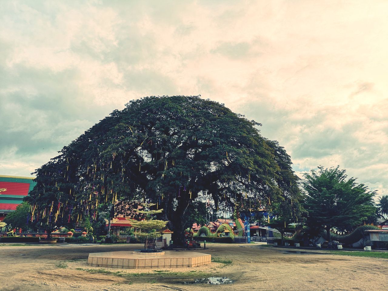 TREE IN PARK AGAINST SKY