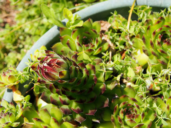 Close-up of fruits growing on plant