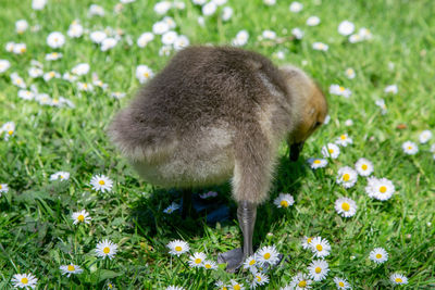 View of an animal on field