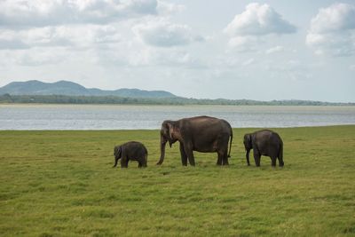 Horses standing in a field