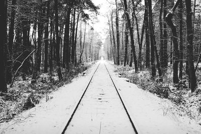 Walkway amidst trees in forest