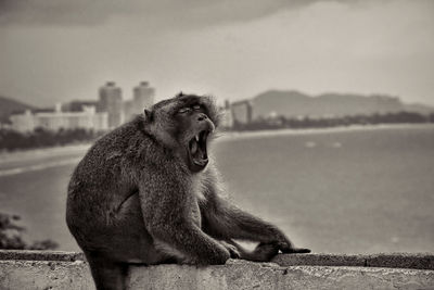 Monkey looking away