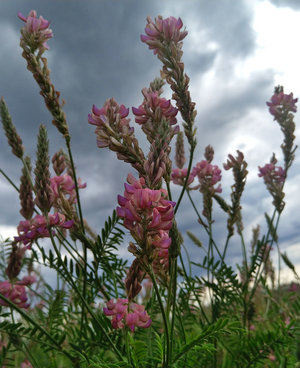 CLOSE-UP OF PINK FLOWERING PLANTS