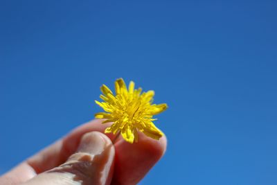 Close-up of hand holding yellow flower against blue sky