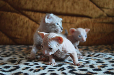 Portrait of three little sphynx kittens