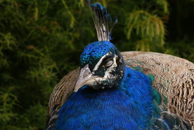 Blue peacock sleeping outdoors