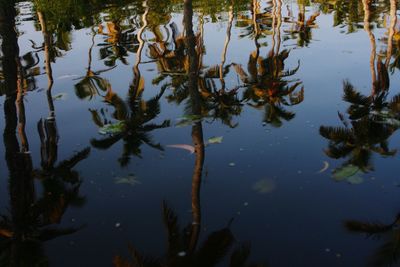 Reflection of trees in lake