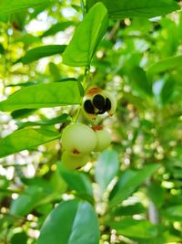 Close-up of berries growing on tree