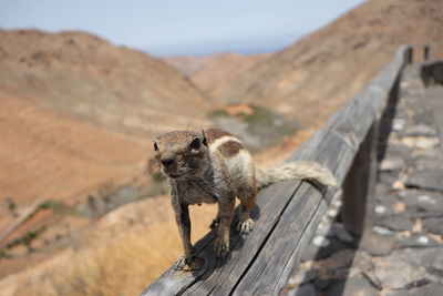 Close-up of squirrel