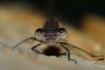 Close-up of spider