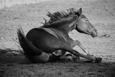 Side view of a horse on field