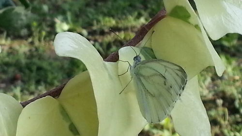 Close-up of insect on plant