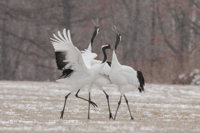 View of birds on the land