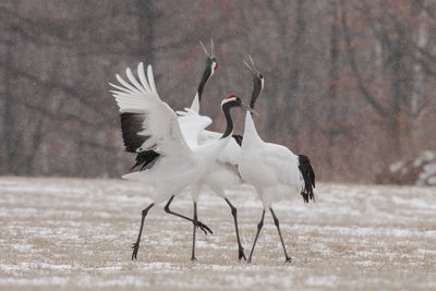 White birds perching on land