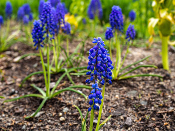 Close-up of purple flowering plant on field