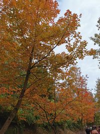 Low angle view of autumnal trees against sky