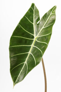 Close-up of green leaves on white background