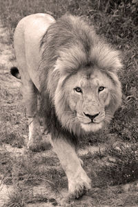 Portrait of lion