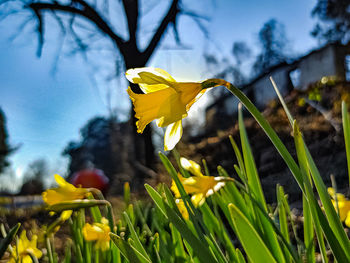 Close-up of yellow flowering plant on field