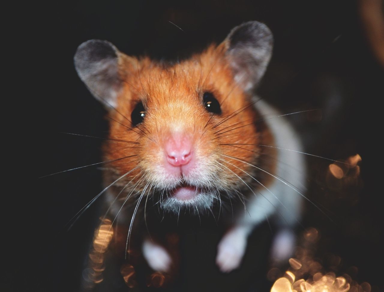 animal themes, one animal, mammal, domestic animals, pets, close-up, portrait, looking at camera, wildlife, animals in the wild, young animal, focus on foreground, animal head, indoors, zoology, selective focus, no people, whisker, two animals, animal body part