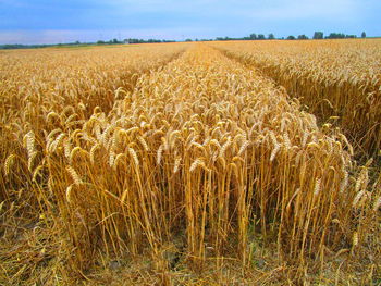 View of stalks in field against the sky