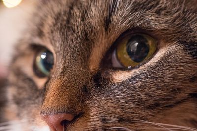 Close-up portrait of a cat