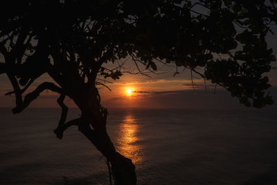 Silhouette tree by sea against sky during sunset