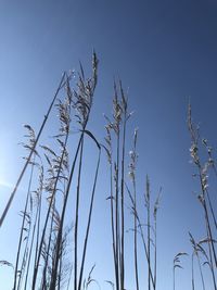 Low angle view of tree against clear blue sky