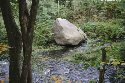 Water flowing through rocks in forest