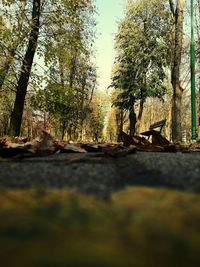 Surface level of trees in forest against sky