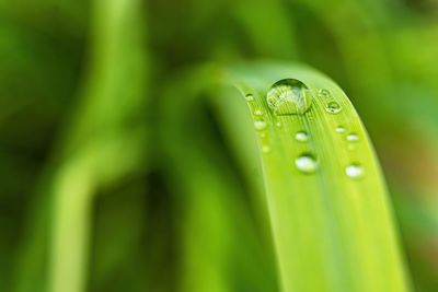 Close-up of raindrops on green leaf