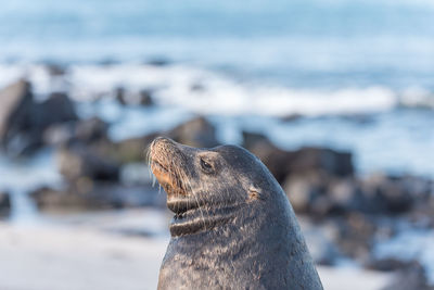 Close-up of sea lion on beach