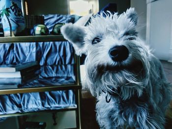 Close-up portrait of white dog at home