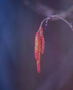 A beautiful birch tree flowers in early spring.